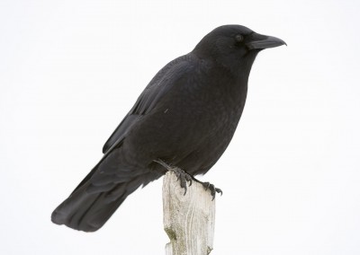 American Crow