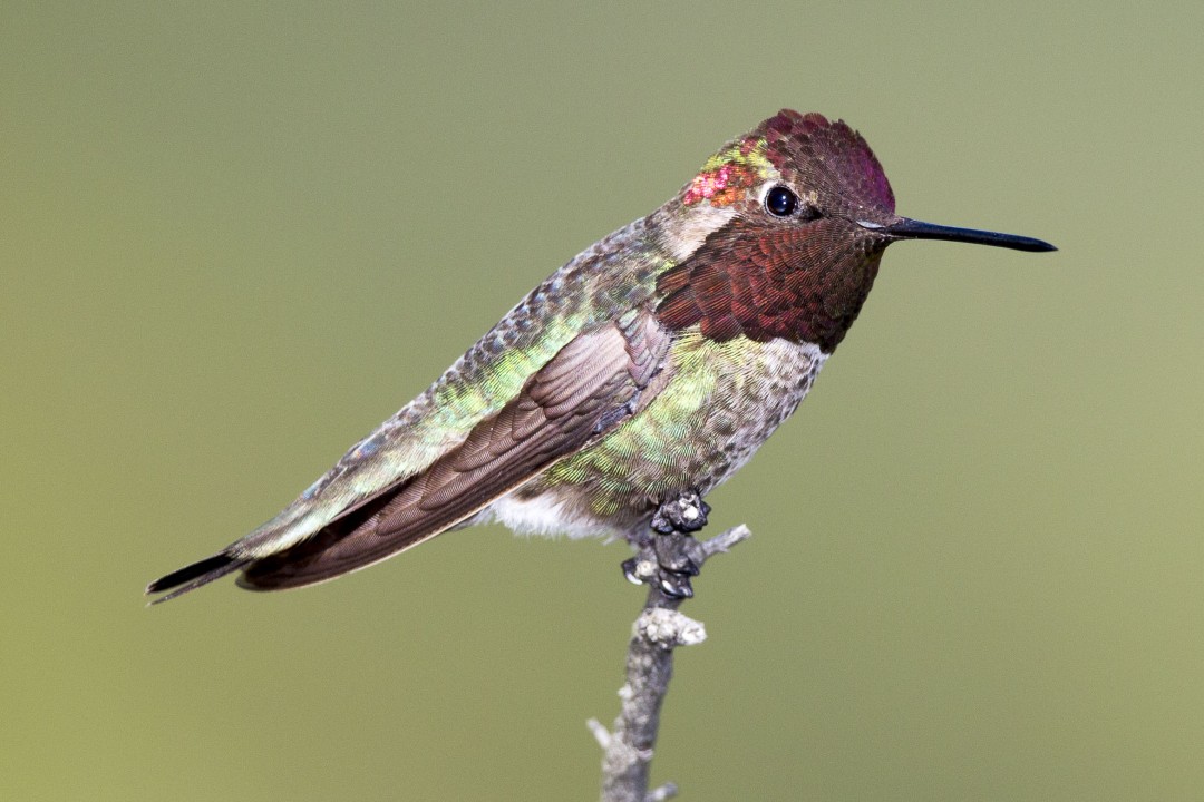 Anna’s Hummingbird