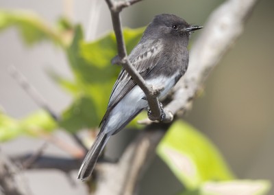 Black Phoebe