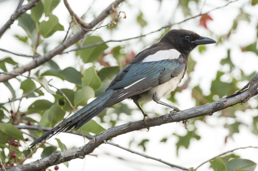 Black-billed Magpie