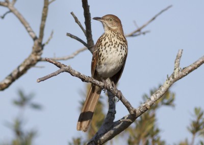 Brown Thrasher