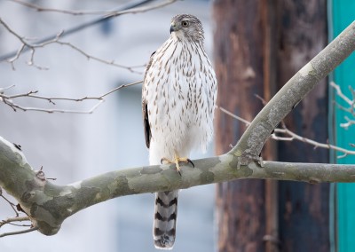Cooper’s Hawk