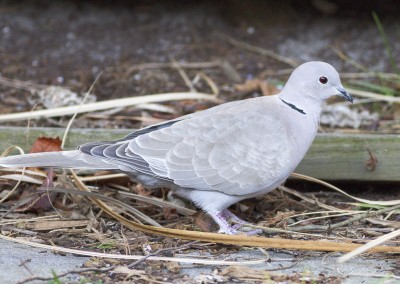 Eurasian Collared Dove