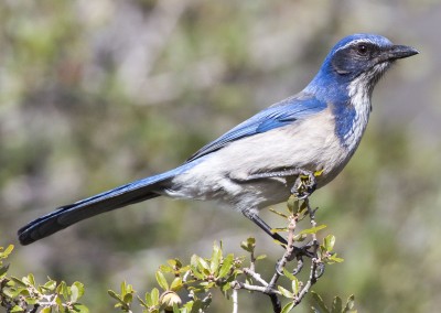 California Scrub Jay