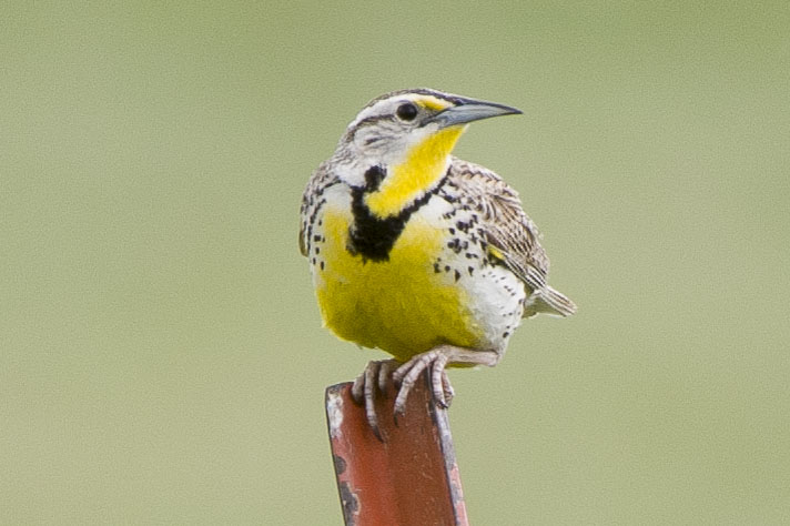 Western Meadowlark